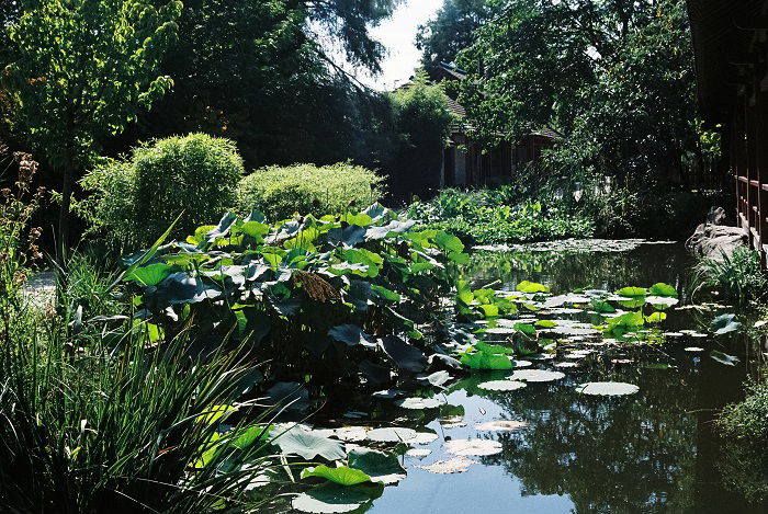 Pond in Japanese Garden
