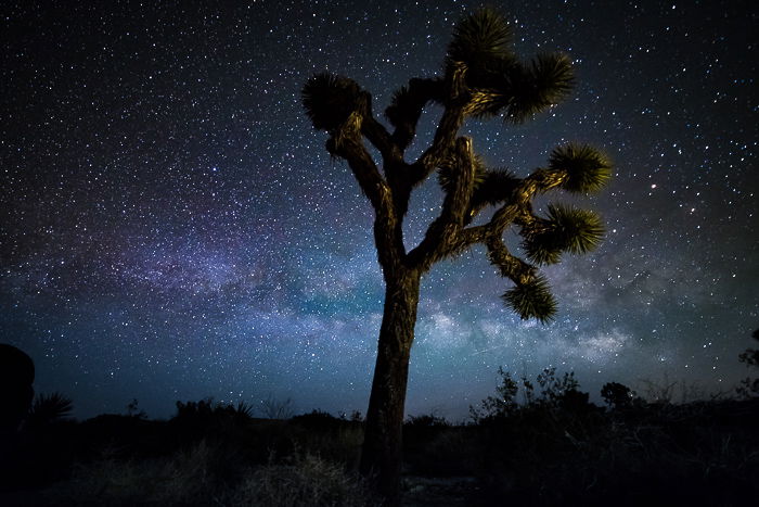 A tree in the foreground of a starry sky